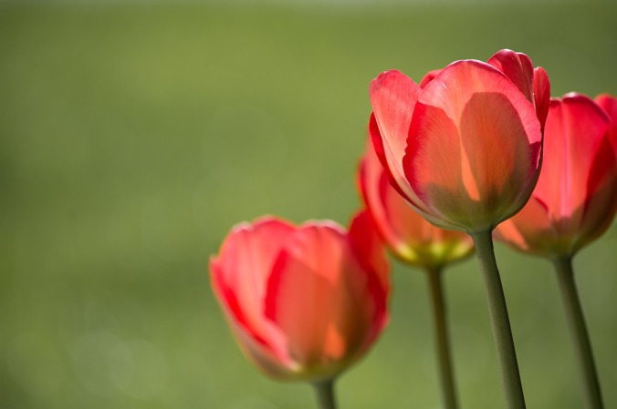 tulips-1477285_960_720